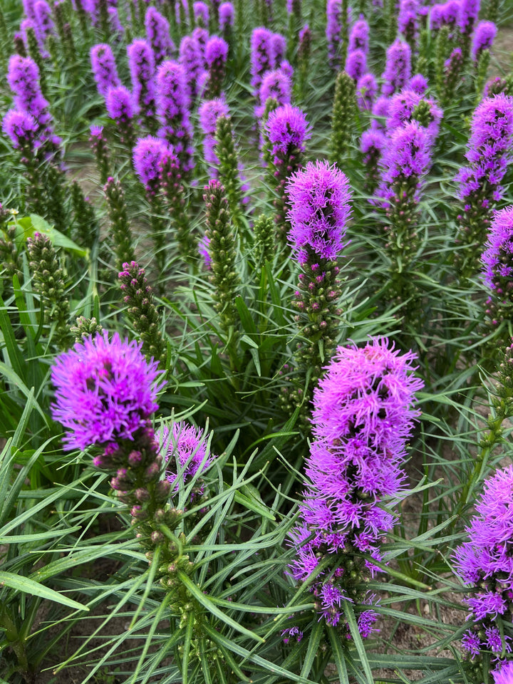 Liatris spicata 'Cobalus' (Blazing Stars)