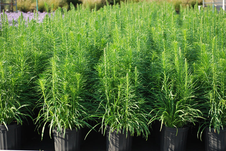 Liatris spicata 'Floristan White' (White Gay Feather)