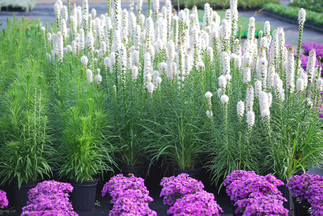 Liatris spicata 'Floristan White' (White Gay Feather)