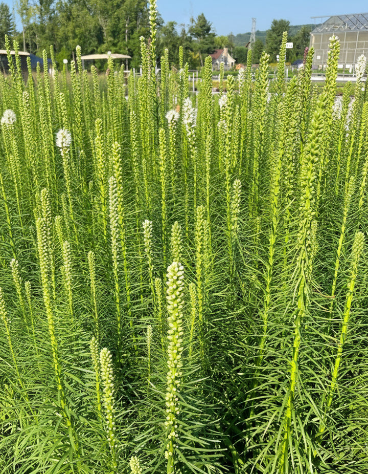 Liatris spicata 'Floristan White' (White Gay Feather)