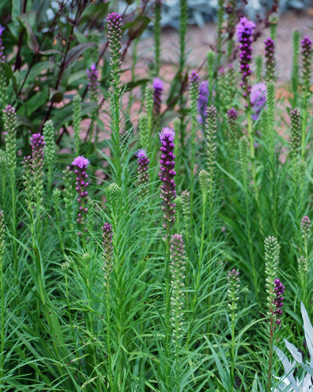 Liatris spicata 'Kobold' (Purple Gay Feather)
