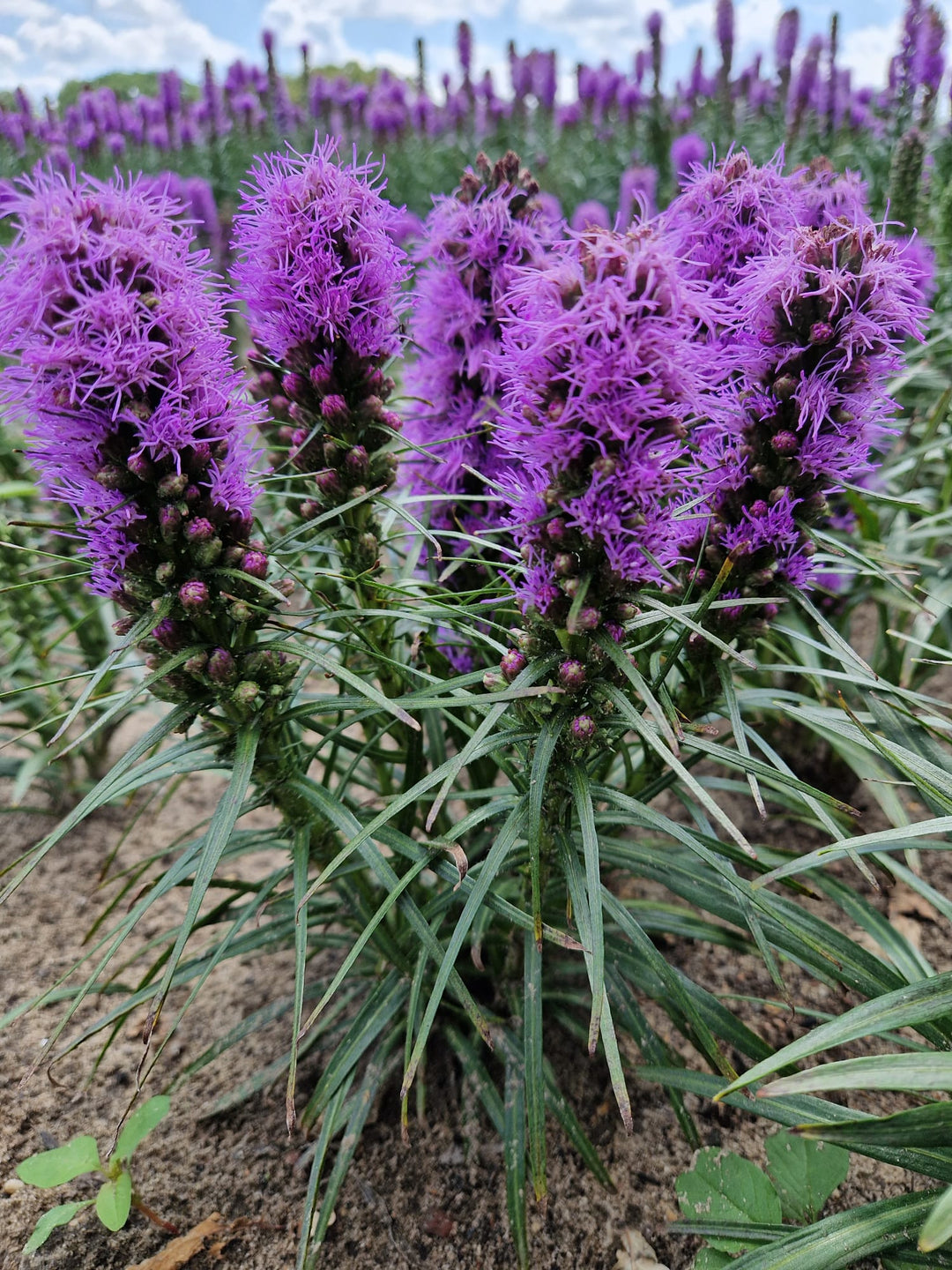 Liatris spicata 'Cobalus' (Blazing Stars)