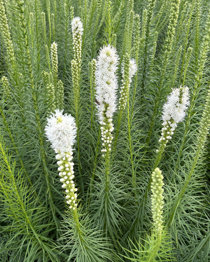 Liatris spicata 'Floristan White' (White Gay Feather)