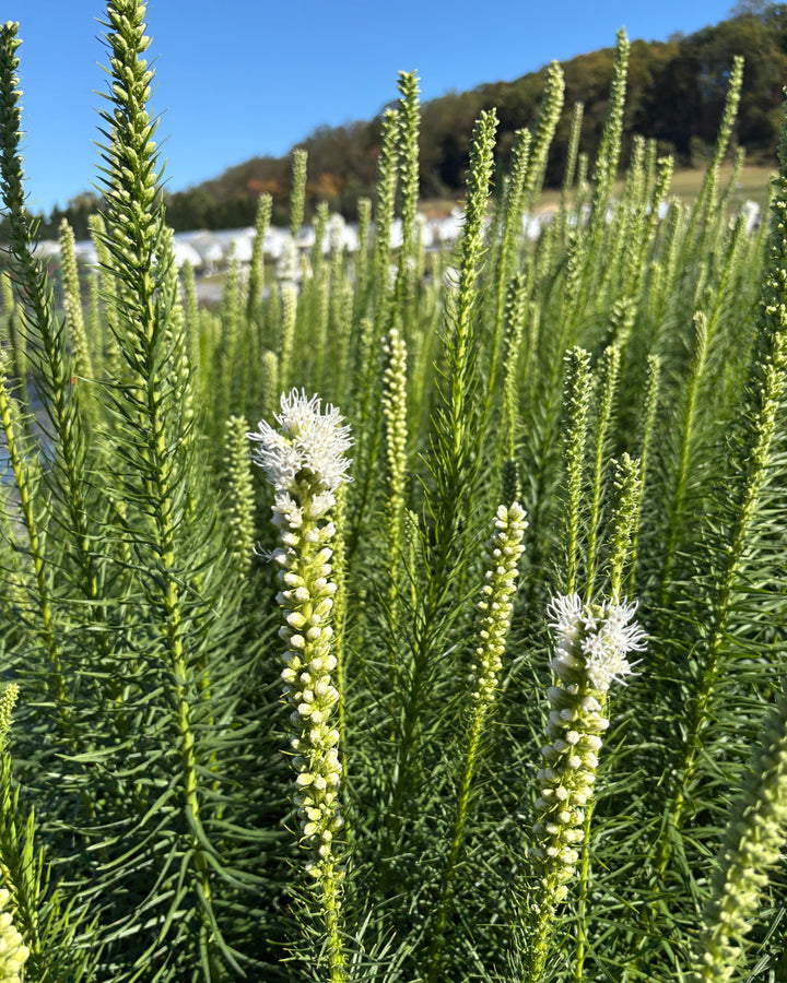 Liatris spicata 'Floristan White' (White Gay Feather)