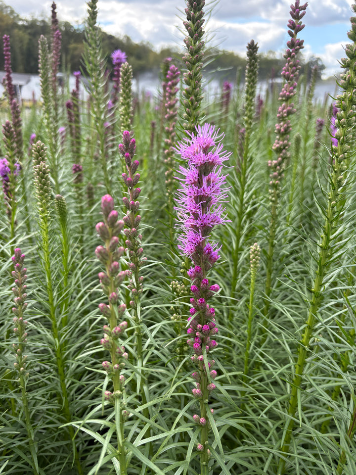 Liatris spicata 'Kobold' (Purple Gay Feather)