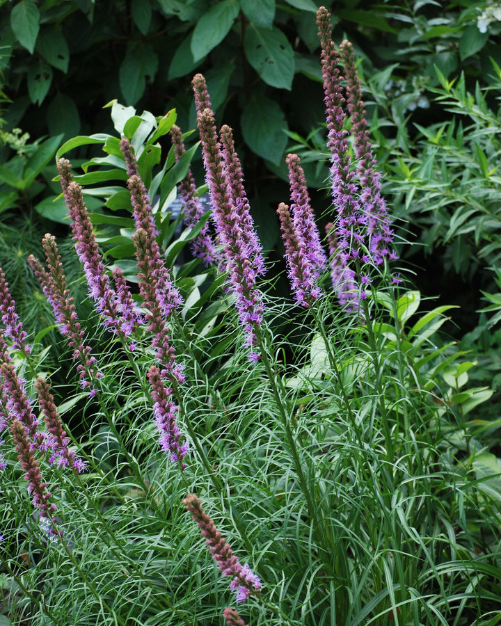 Liatris spicata 'Kobold' (Purple Gay Feather)