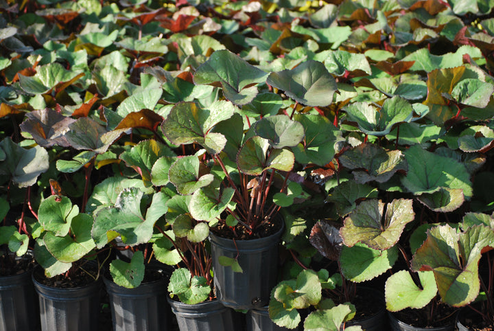 Ligularia dentata 'Desdemona' (Ligularia)