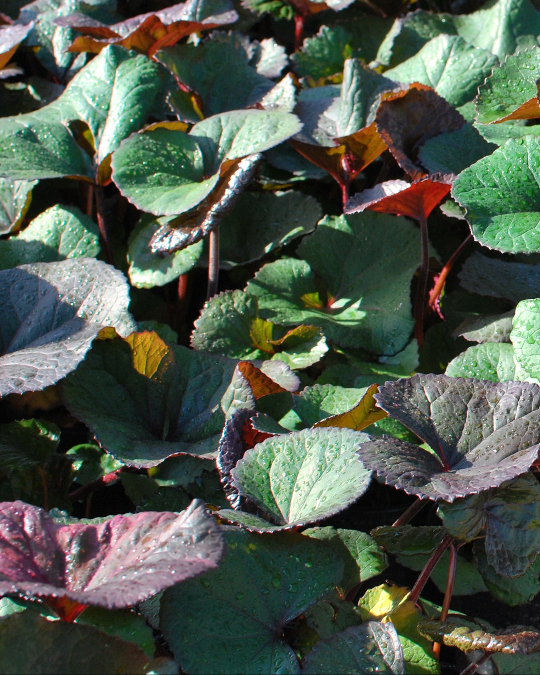 Ligularia dentata 'Desdemona' (Ligularia)