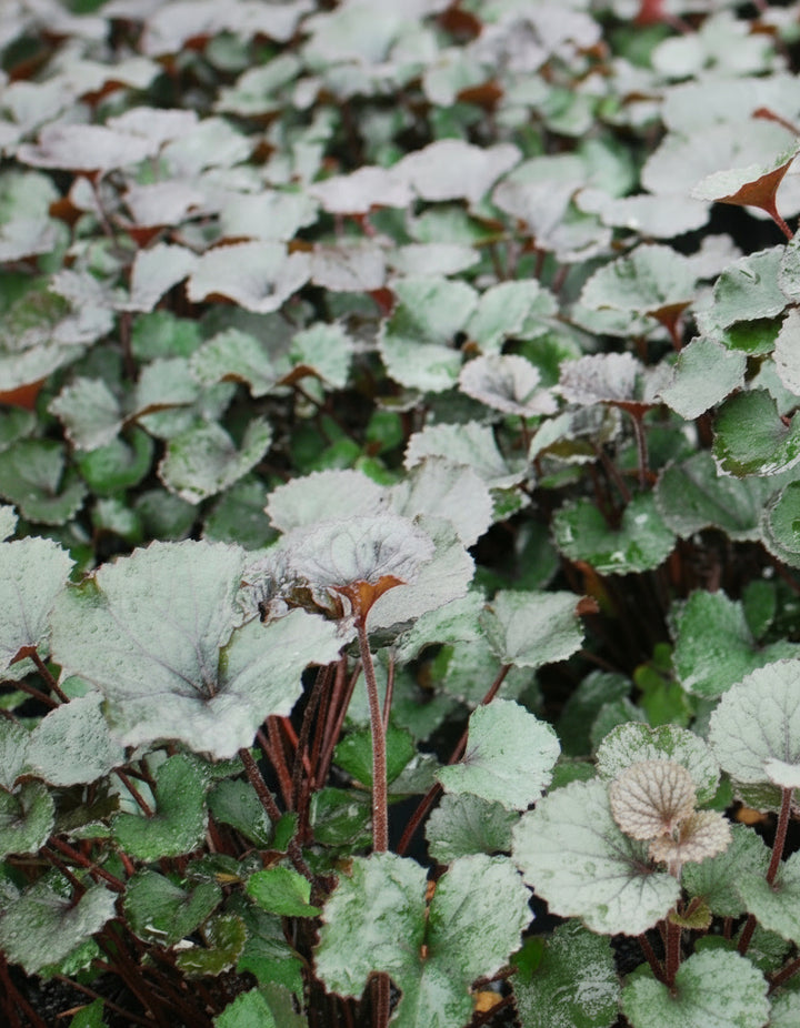 Ligularia dentata 'Pandora' (Dwarf Golden Ray)
