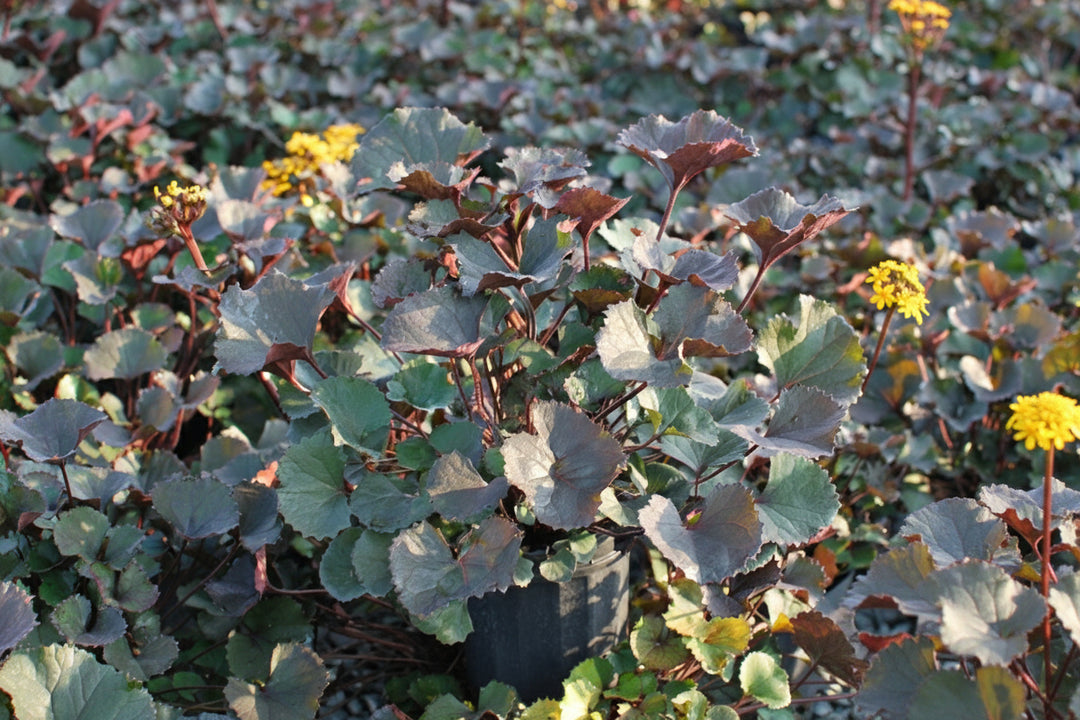 Ligularia dentata 'Pandora' (Dwarf Golden Ray)