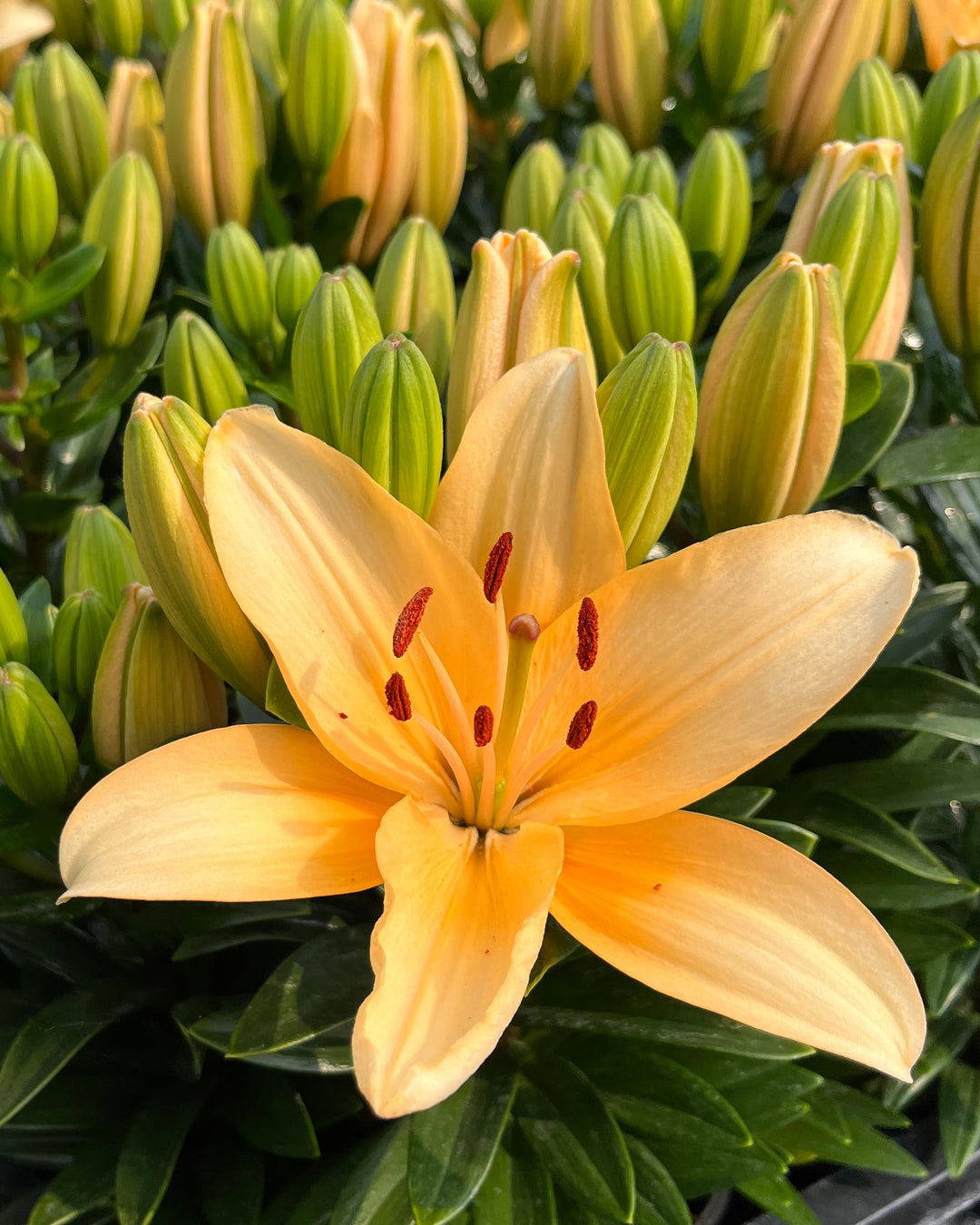 Lilium Lily Looks™ ‘Tiny Moon’ (Dwarf Asiatic Hardy Lily)