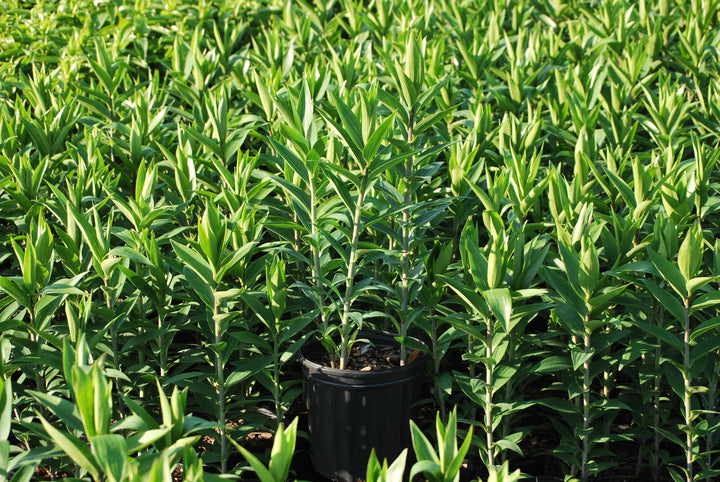 Lilium 'Stargazer' (Oriental Hardy Lily)