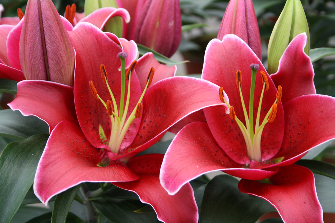Lilium O. 'Sunny Keys' (Lily Looks™ Dwarf Oriental Hardy Lily)