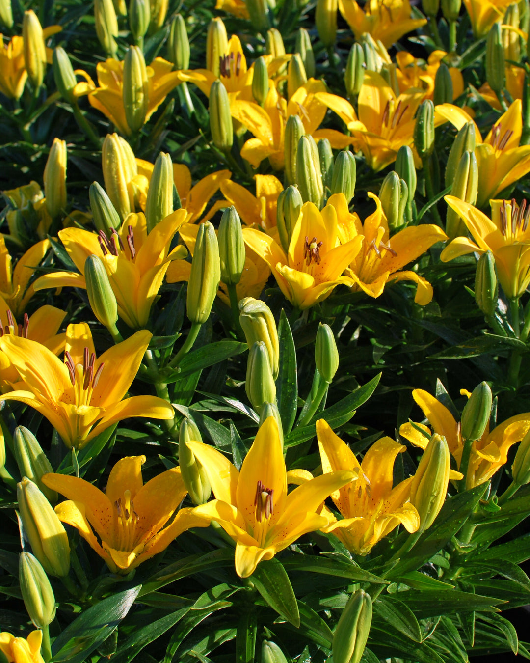 Lilium Lily Looks™ Tiny Bee' (Dwarf Asiatic Hardy Lily)