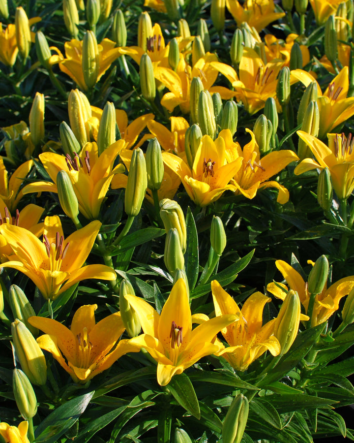 Lilium Lily Looks™ Tiny Bee' (Dwarf Asiatic Hardy Lily)