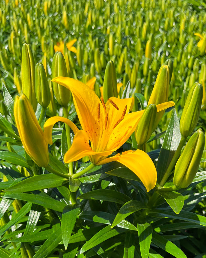 Lilium Lily Looks™ Tiny Bee' (Dwarf Asiatic Hardy Lily)