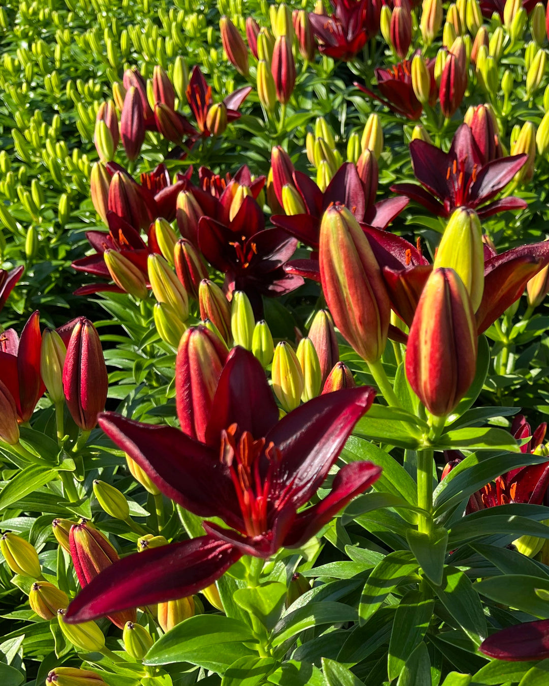 Lilium Lily Looks™ 'Tiny Comfort' (Dwarf Asiatic Lily)