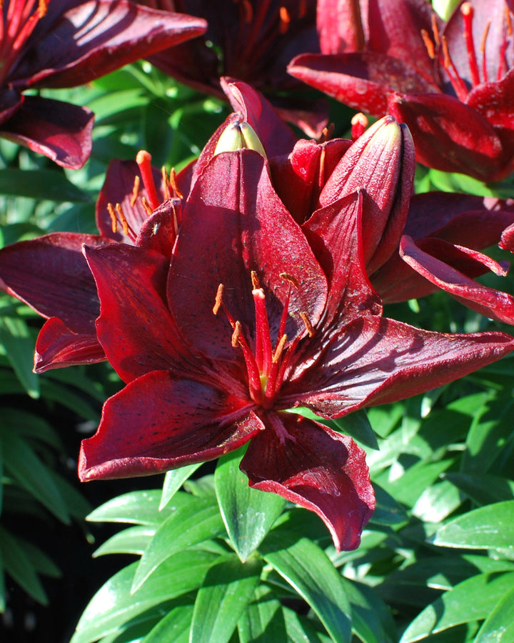 Lilium Lily Looks™ 'Tiny Comfort' (Dwarf Asiatic Lily)