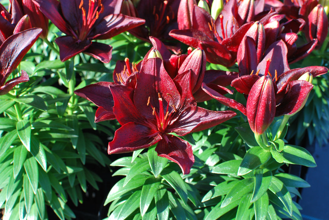 Lilium Lily Looks™ 'Tiny Comfort' (Dwarf Asiatic Lily)