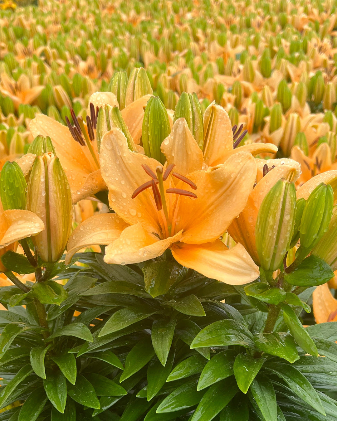 Lilium Lily Looks™ ‘Tiny Moon’ (Dwarf Asiatic Hardy Lily)