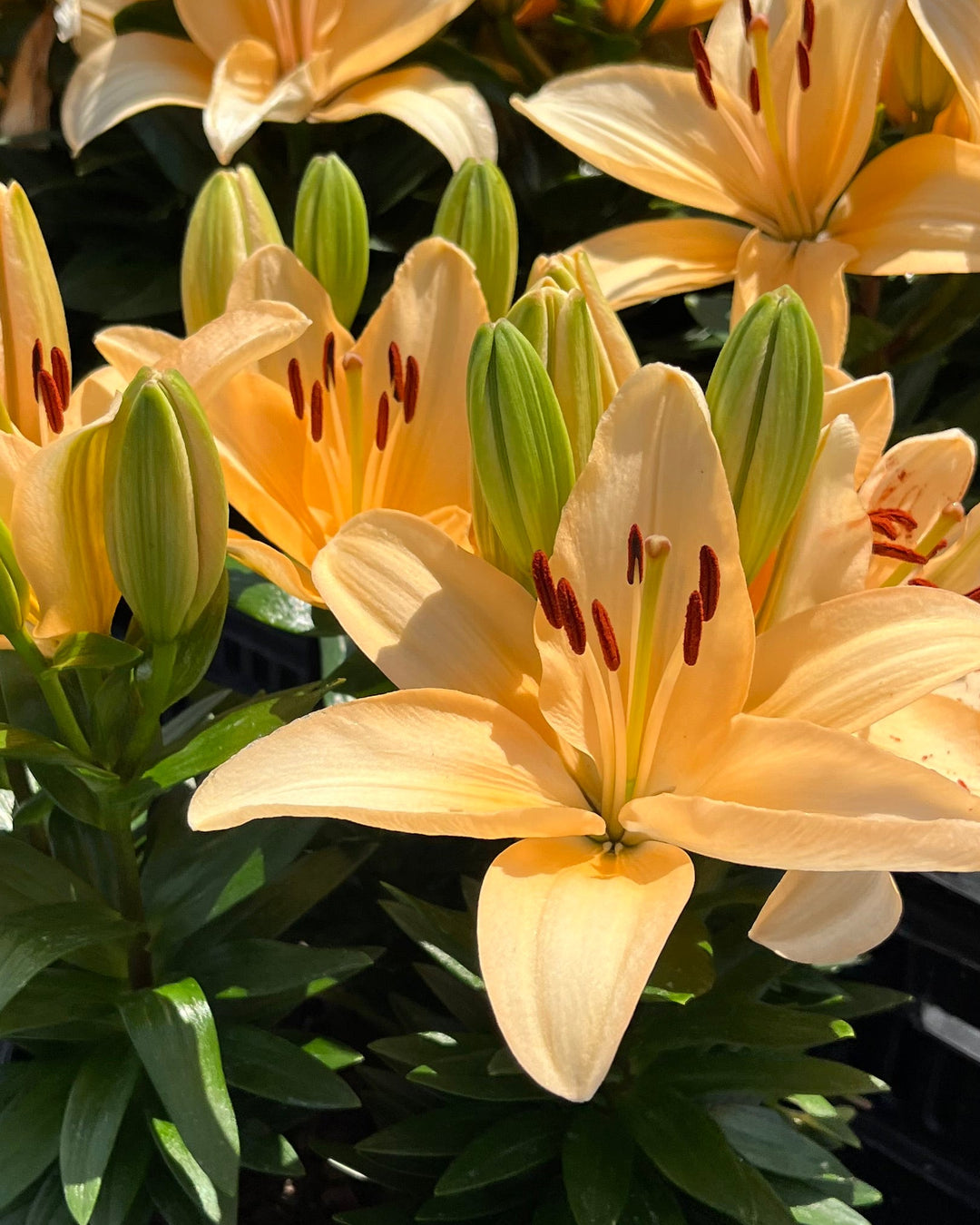 Lilium Lily Looks™ ‘Tiny Moon’ (Dwarf Asiatic Hardy Lily)
