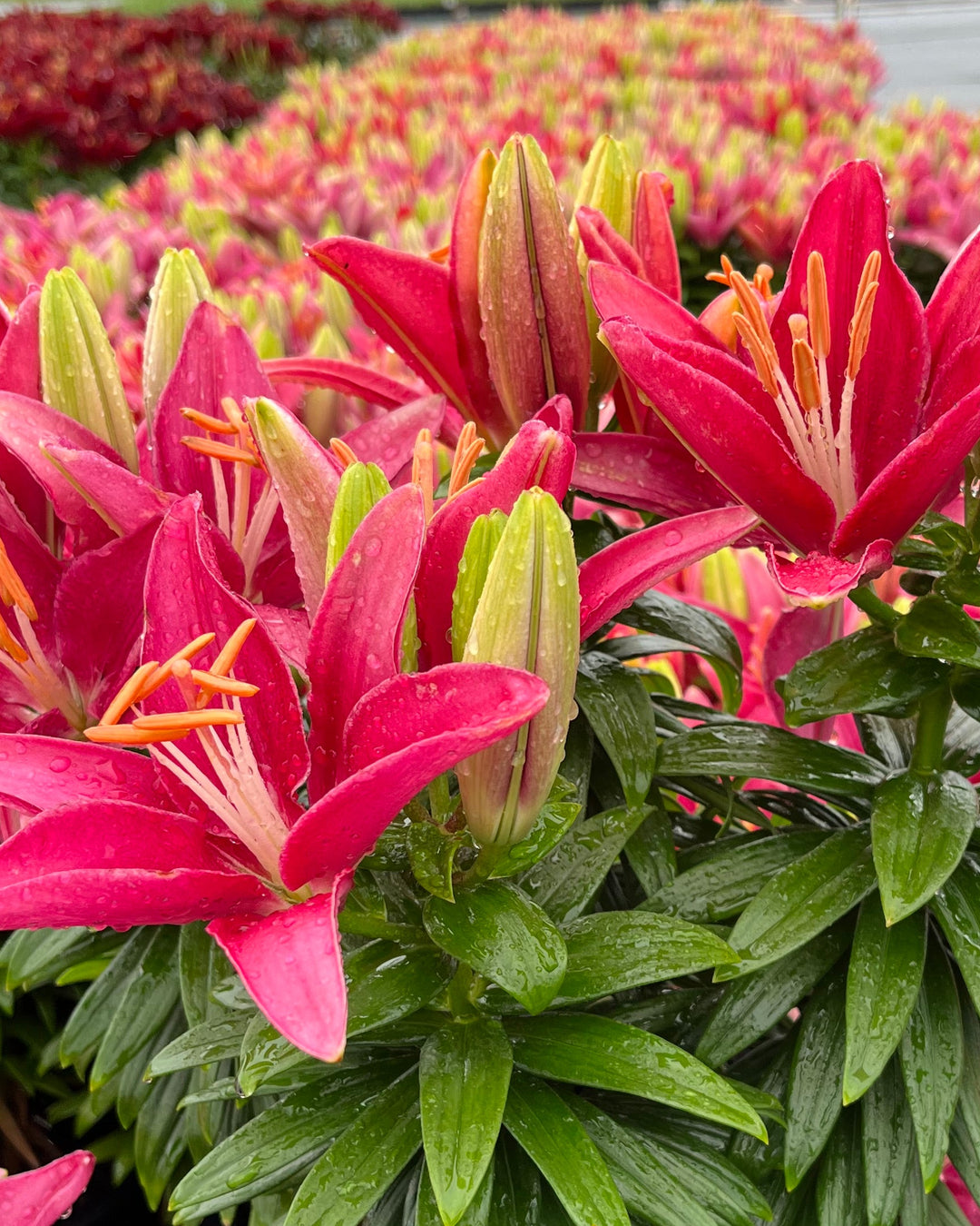 Lilium Lily Looks™ Tiny Pearl' (Dwarf Asiatic Hardy Lily)