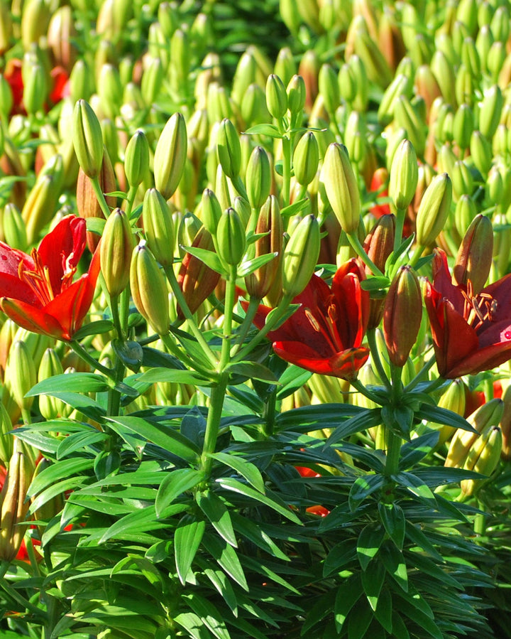 Lilium Lily Looks™ 'Tiny Rocket' (Dwarf Asiatic Lily)