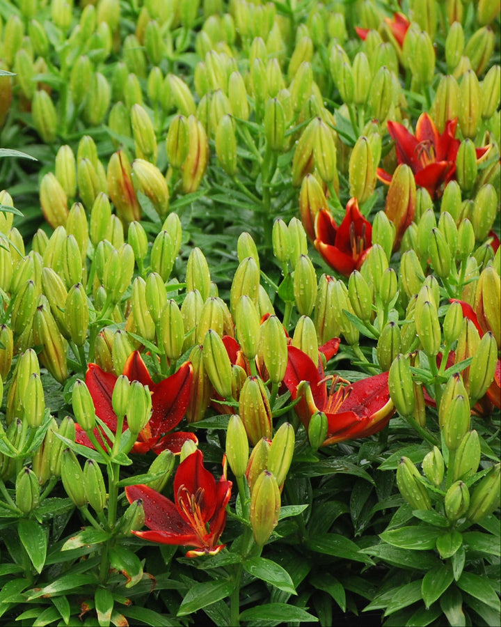Lilium Lily Looks™ 'Tiny Rocket' (Dwarf Asiatic Lily)