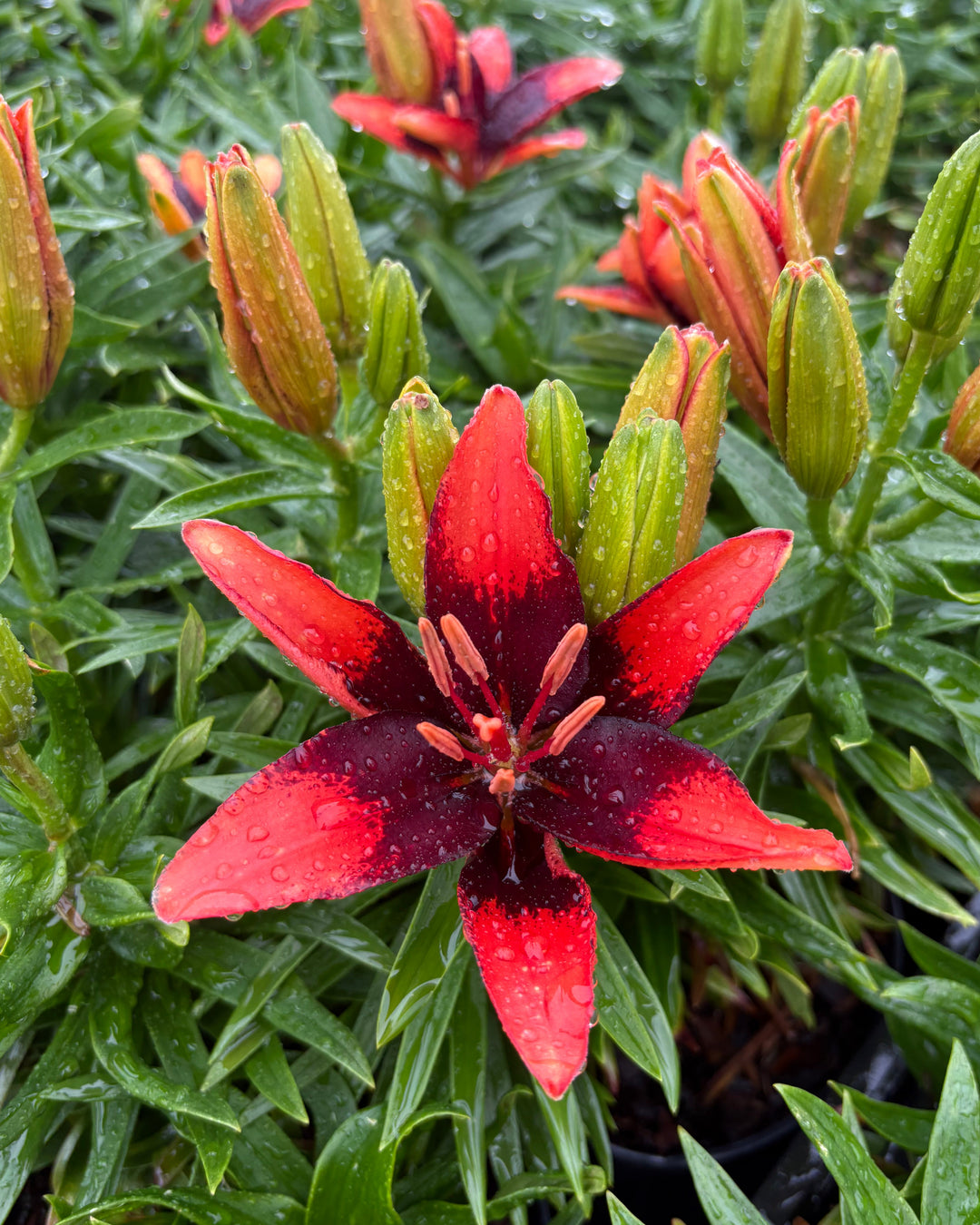 asiatic lily tiny series Lilium Lily Looks™ 'Tiny Ink' (Dwarf Asiatic Hardy Lily) – Perennial Farm Marketplace
