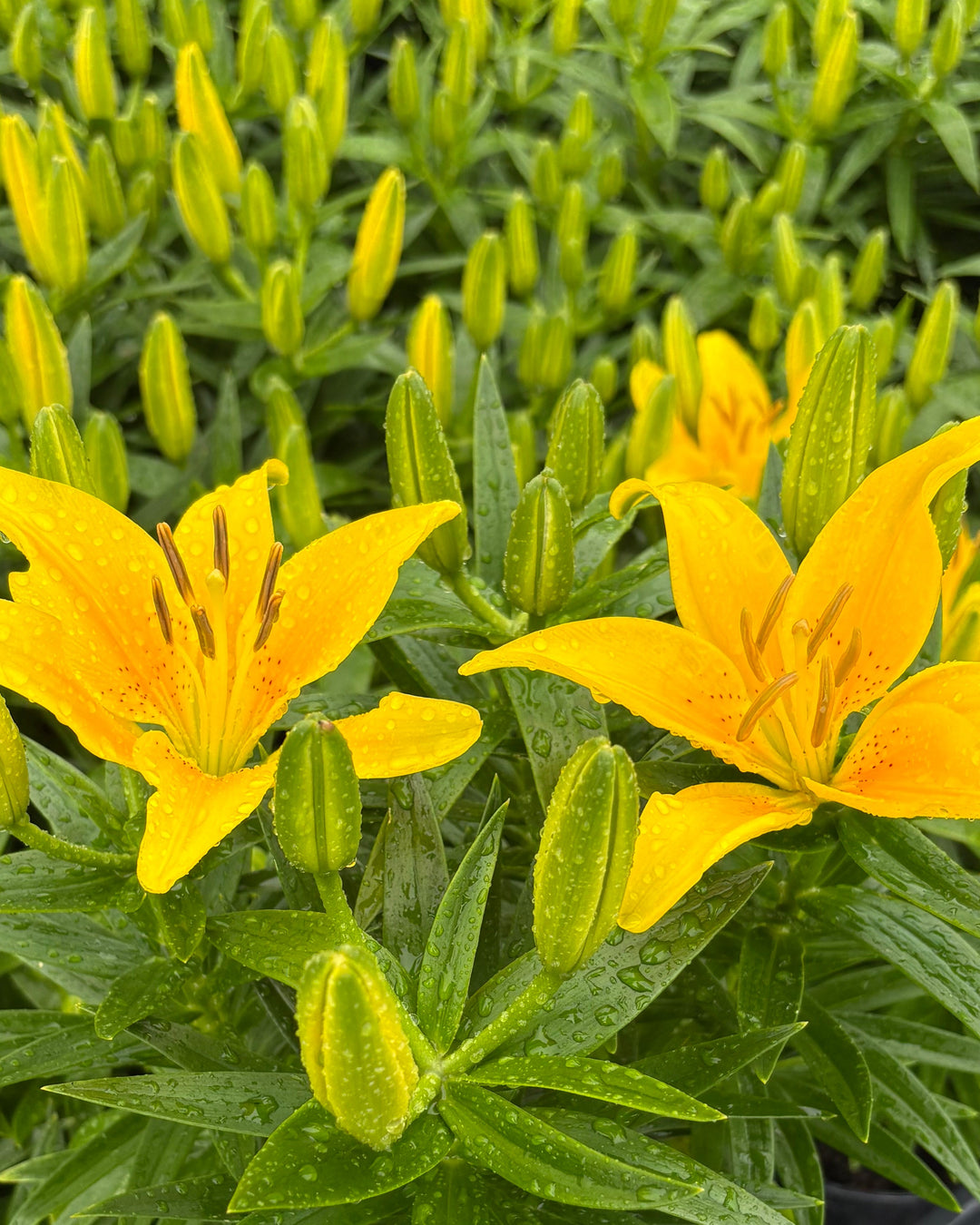 Lilium Lily Looks™ Tiny Bee' (Dwarf Asiatic Hardy Lily)