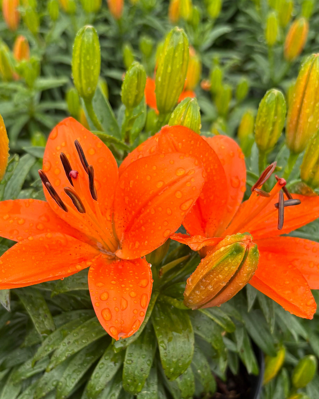 hardy asiatic lily Lilium Lily Looks™ 'Tiny Heroes' (Dwarf Asiatic Hardy Lily)