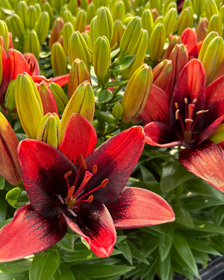 Lilium Lily Looks™ ‘Tiny Shadow’ (Dwarf Asiatic Hardy Lily)