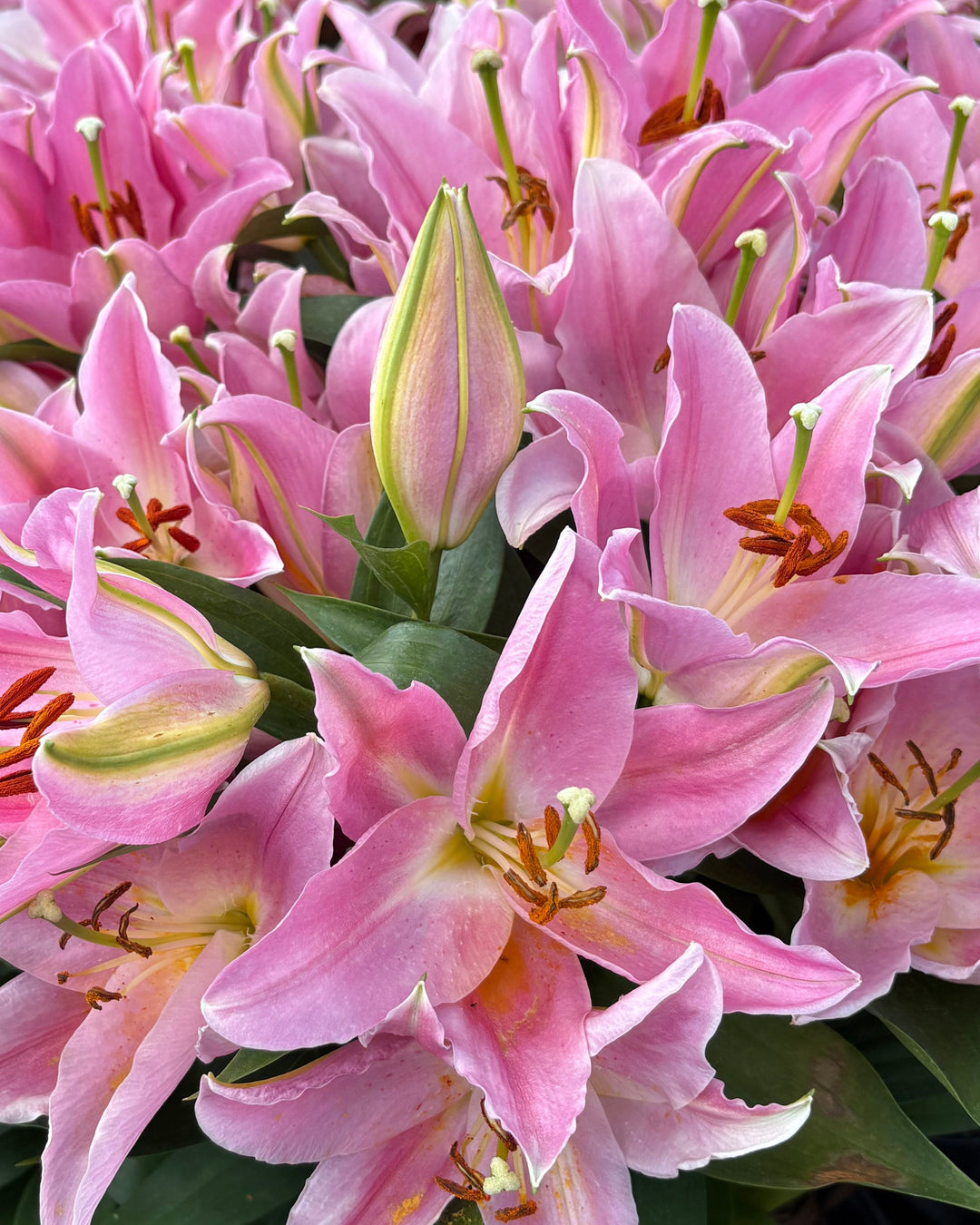 Lilium O. ‘Sunny Camino’ (Lily Looks™ Dwarf Oriental Hardy Lily)