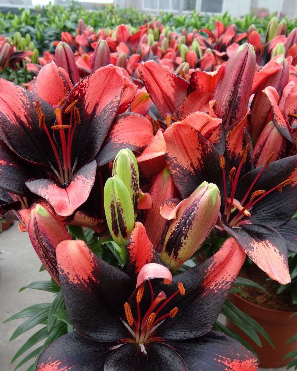 tiny todd asiatic lily Lilium Lily Looks™ 'Tiny Shadow' (Dwarf Asiatic Hardy Lily) – Perennial Farm Marketplace