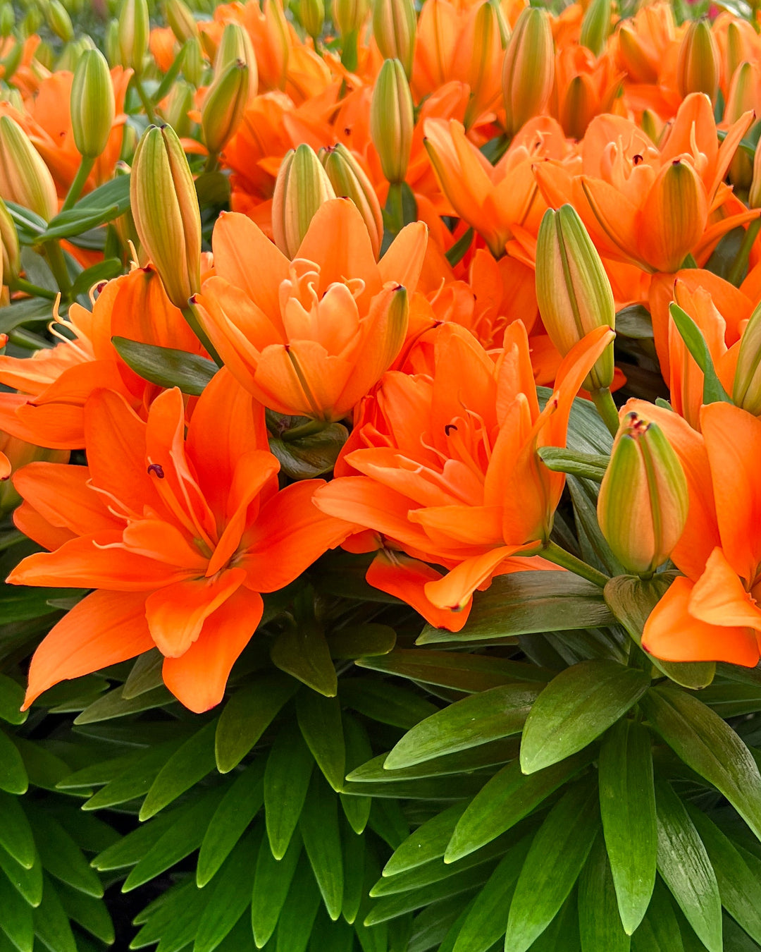 double pot plant Lilium 'Tiny Double Dutch' (Asiatic Pot Lily Looks™) – Perennial Farm Marketplace