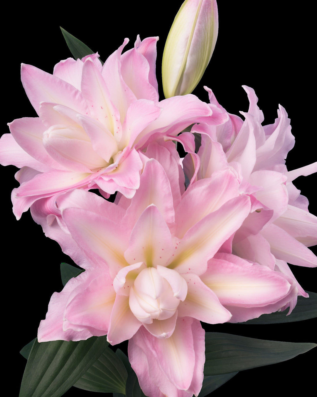 Lilium ‘Sunny Double Duty’ (Oriental Pot Lily Looks™)