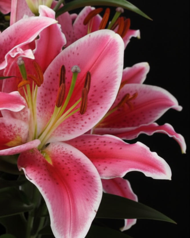 Lilium ‘After Eight’ (Oriental Pot Lily Looks™)