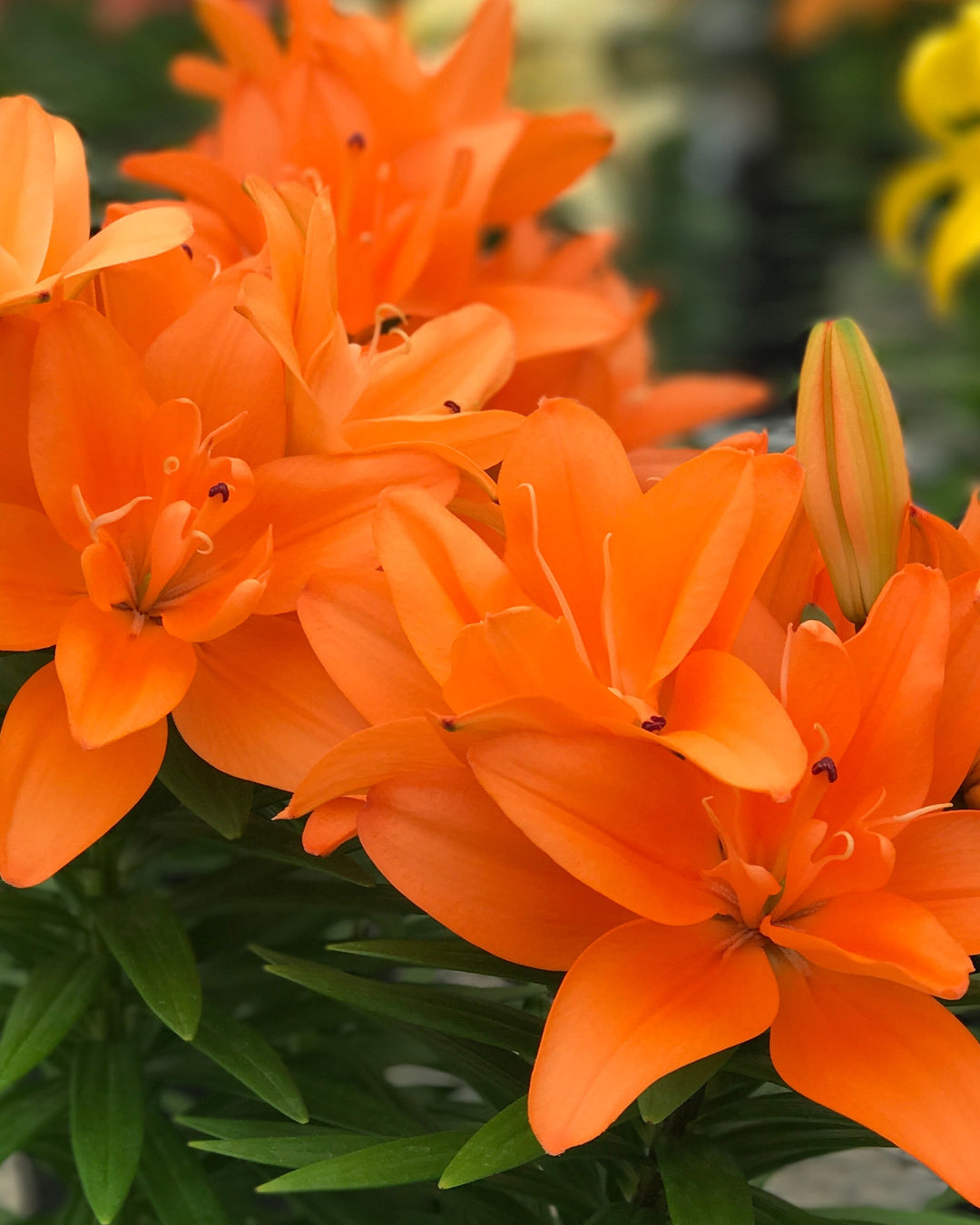asiatic lily pot or ground Lilium 'Tiny Double Dutch' (Asiatic Pot Lily Looks™) – Perennial Farm Marketplace