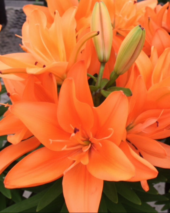 Lilium ‘Tiny Double Dutch’ (Asiatic Pot Lily Looks™)