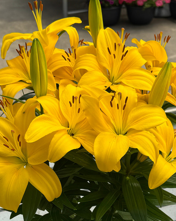Lilium ‘Summer Sun’ (L. longiflorum x Asiatic hybrid Lily )