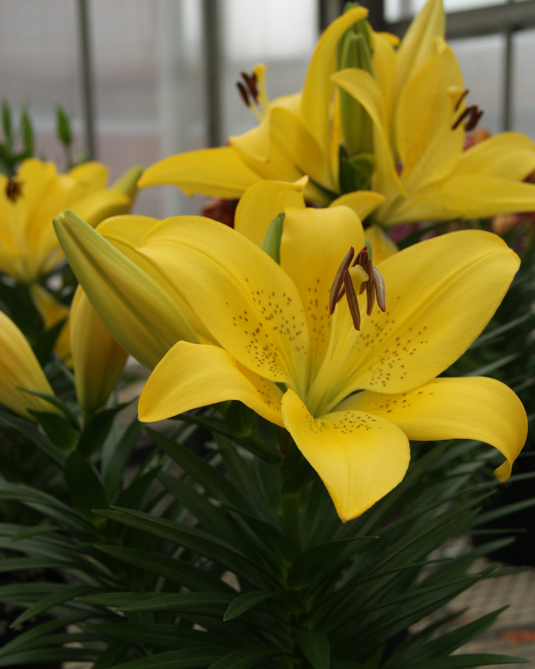 Lilium ‘Summer Sun’ (L. longiflorum x Asiatic hybrid Lily )