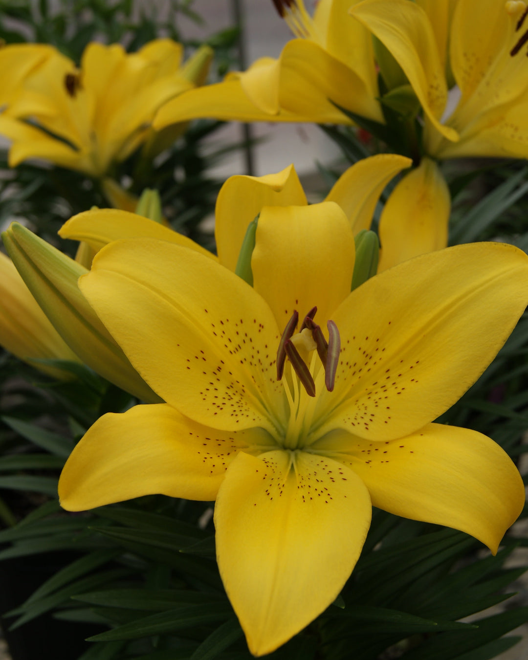 Lilium ‘Summer Sun’ (L. longiflorum x Asiatic hybrid Lily )
