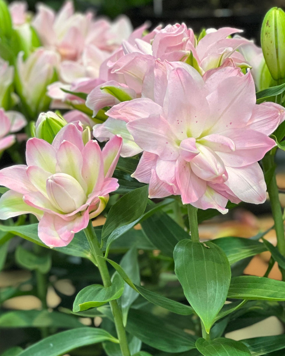 spring pink double asiatic lily Lilium 'Sunny Double Duty' (Oriental Pot Lily Looks™) – Perennial Farm Marketplace