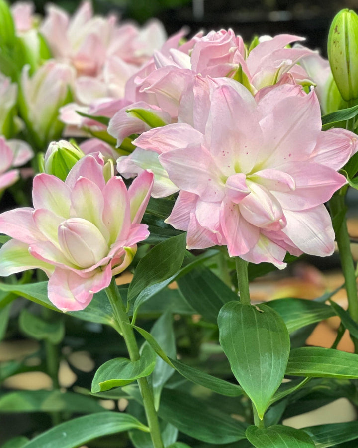 Lilium ‘Sunny Double Duty’ (Oriental Pot Lily Looks™)