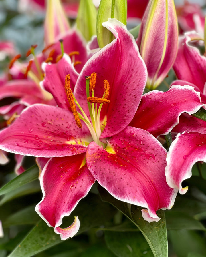 Lilium ‘After Eight’ (Oriental Pot Lily Looks™)