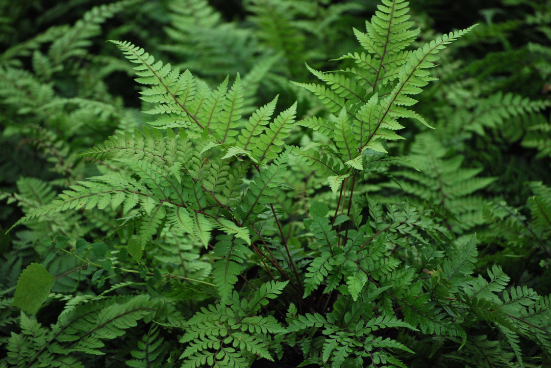 Athyrium otophorum (Limelight Lady Fern)