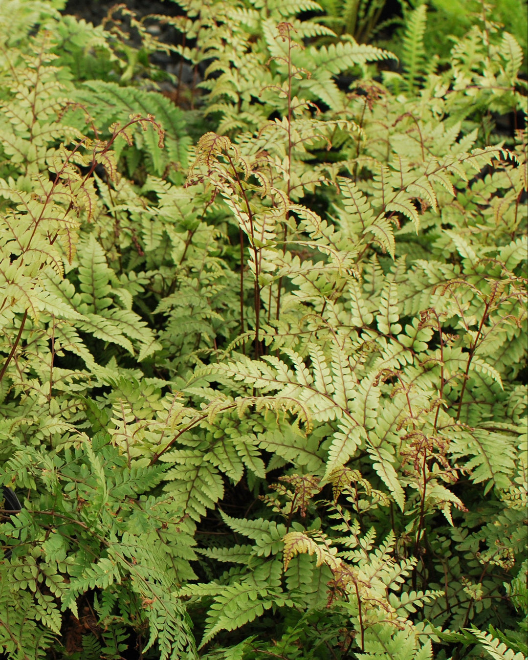 Athyrium otophorum (Limelight Lady Fern)