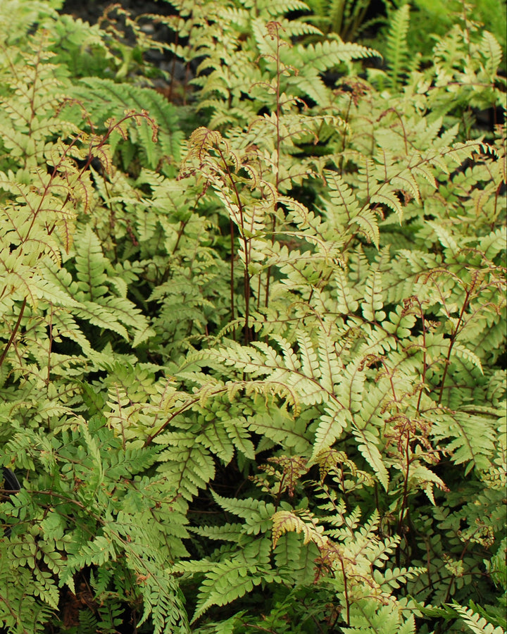 Athyrium otophorum (Limelight Lady Fern)