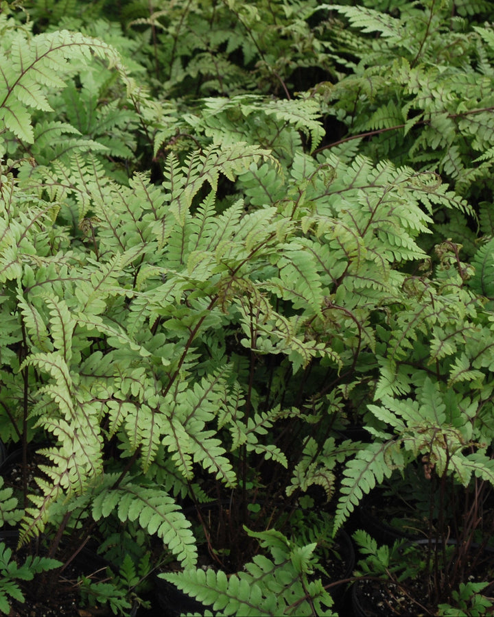 Athyrium otophorum (Limelight Lady Fern)