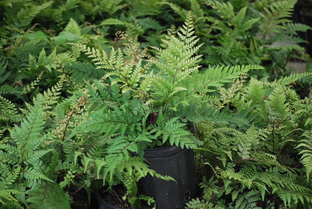 Athyrium otophorum (Limelight Lady Fern)